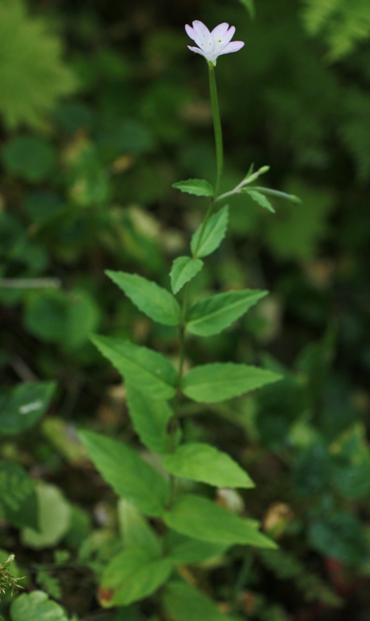 Image of Epilobium montanum specimen.