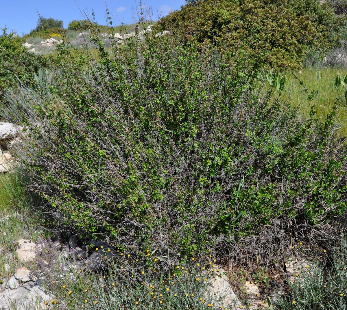 Image of Acanthoprasium integrifolium specimen.