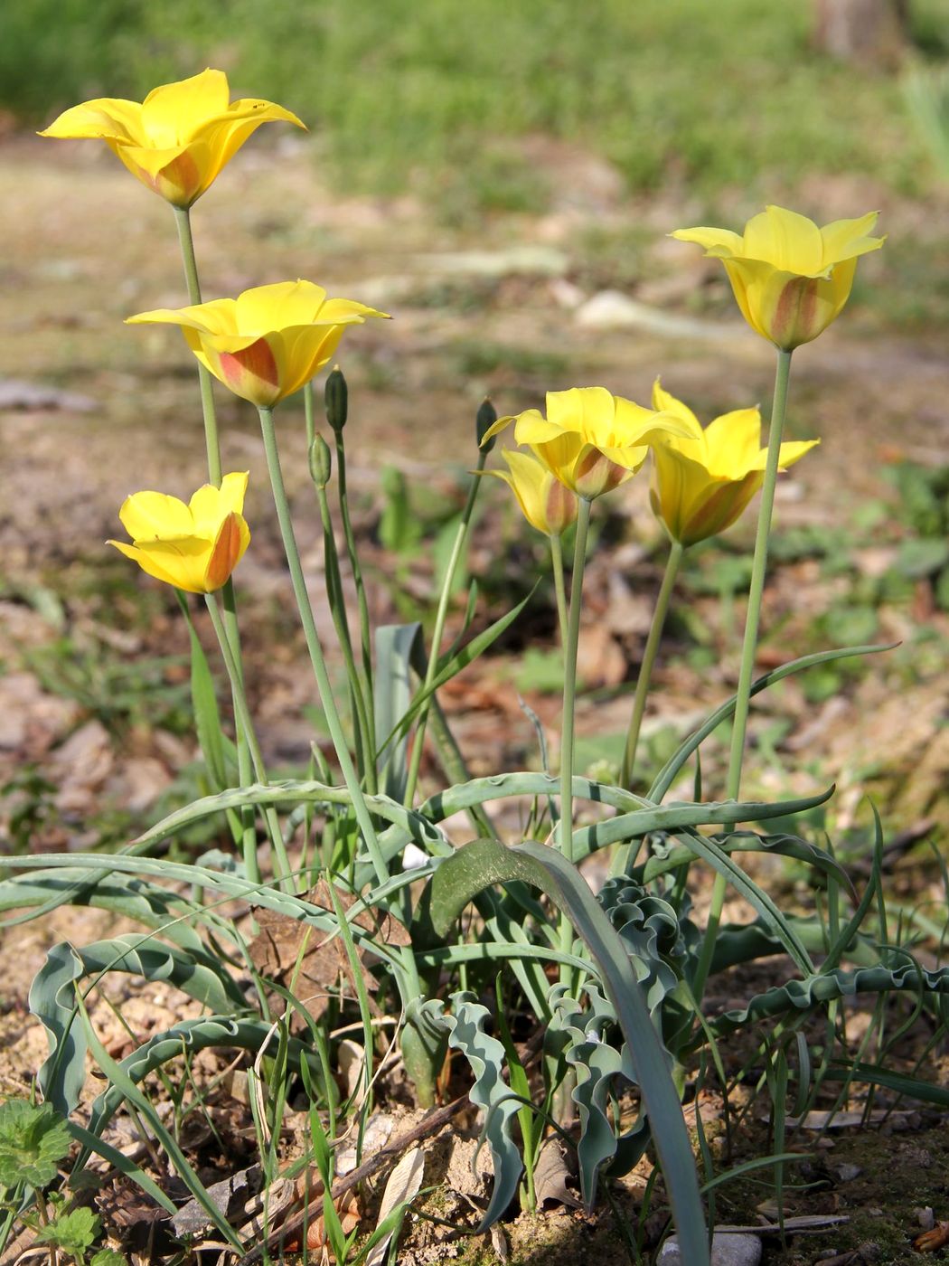 Image of Tulipa ferganica specimen.