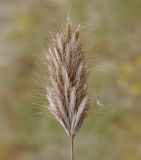 Bromus scoparius