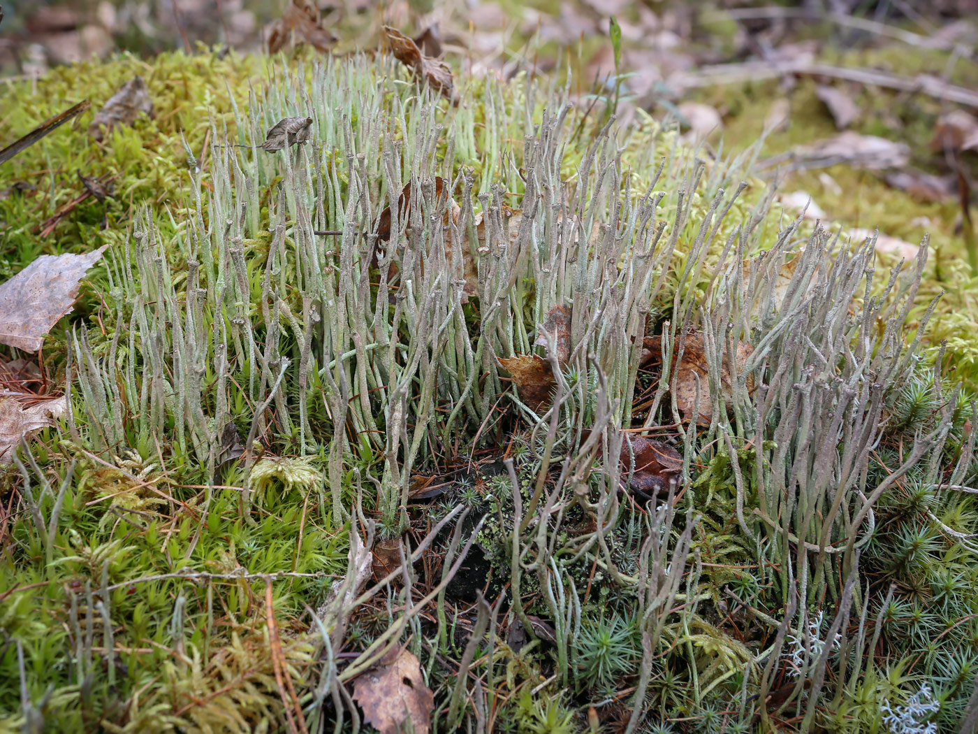 Image of Cladonia gracilis specimen.