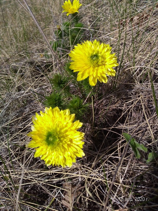 Изображение особи Adonis vernalis.