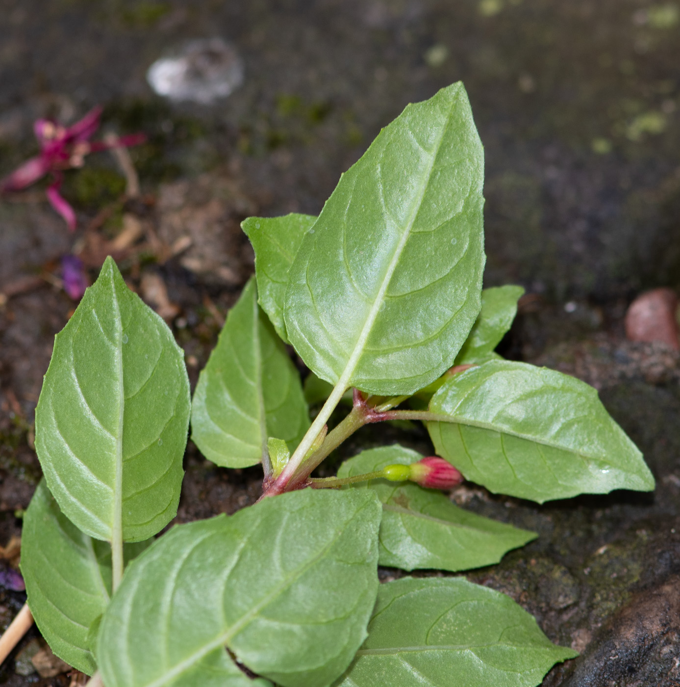 Image of genus Fuchsia specimen.