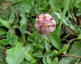 Trifolium fragiferum. Плодоносящее растение. Украина, Волынская обл., Ратновский р-н, юго-западные окр. с. Окачево, левый берег р. Припять, пастбище на песке. 29 июля 2010 г.