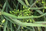 Cissus quadrangularis