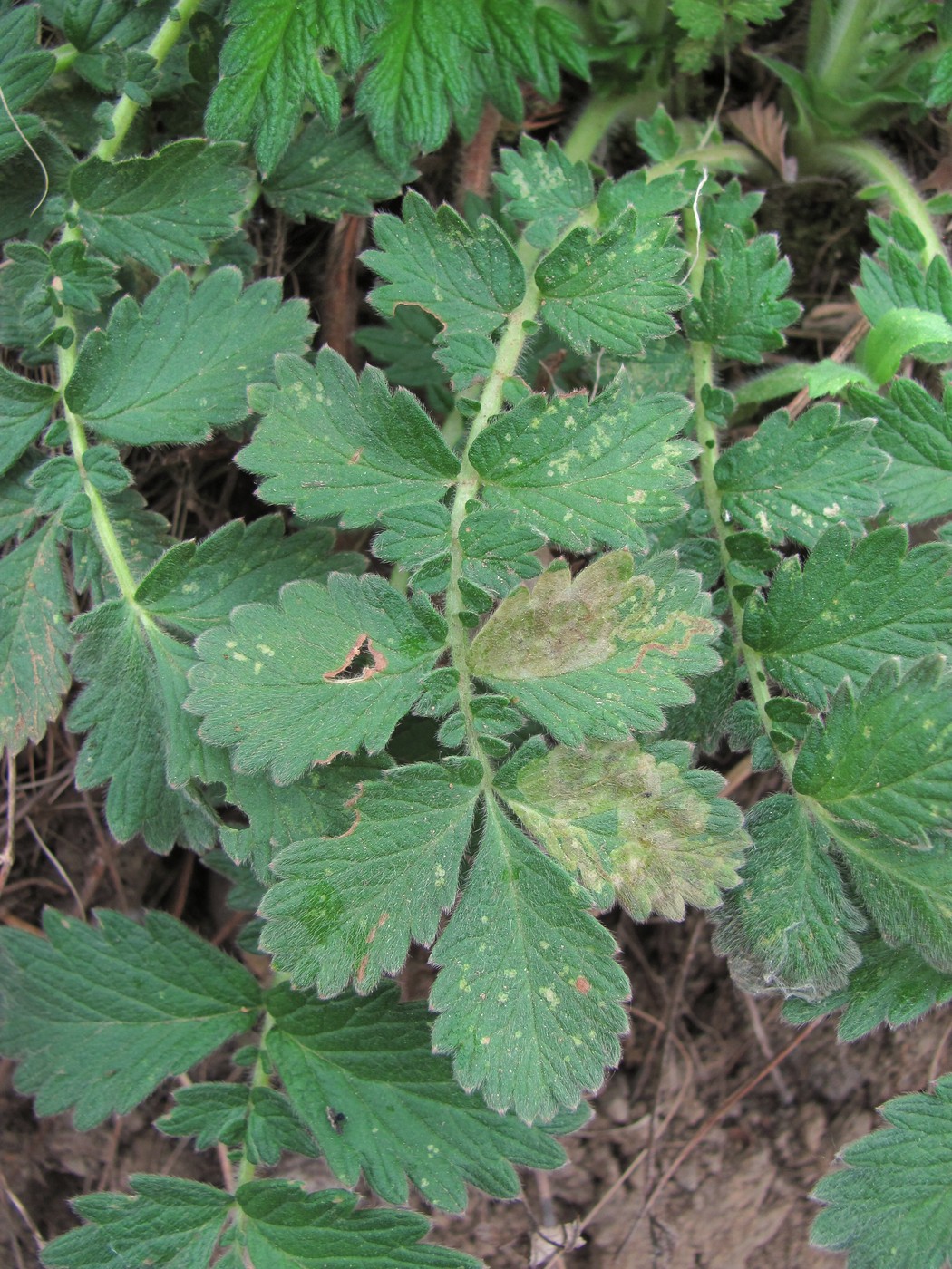 Image of Agrimonia eupatoria specimen.