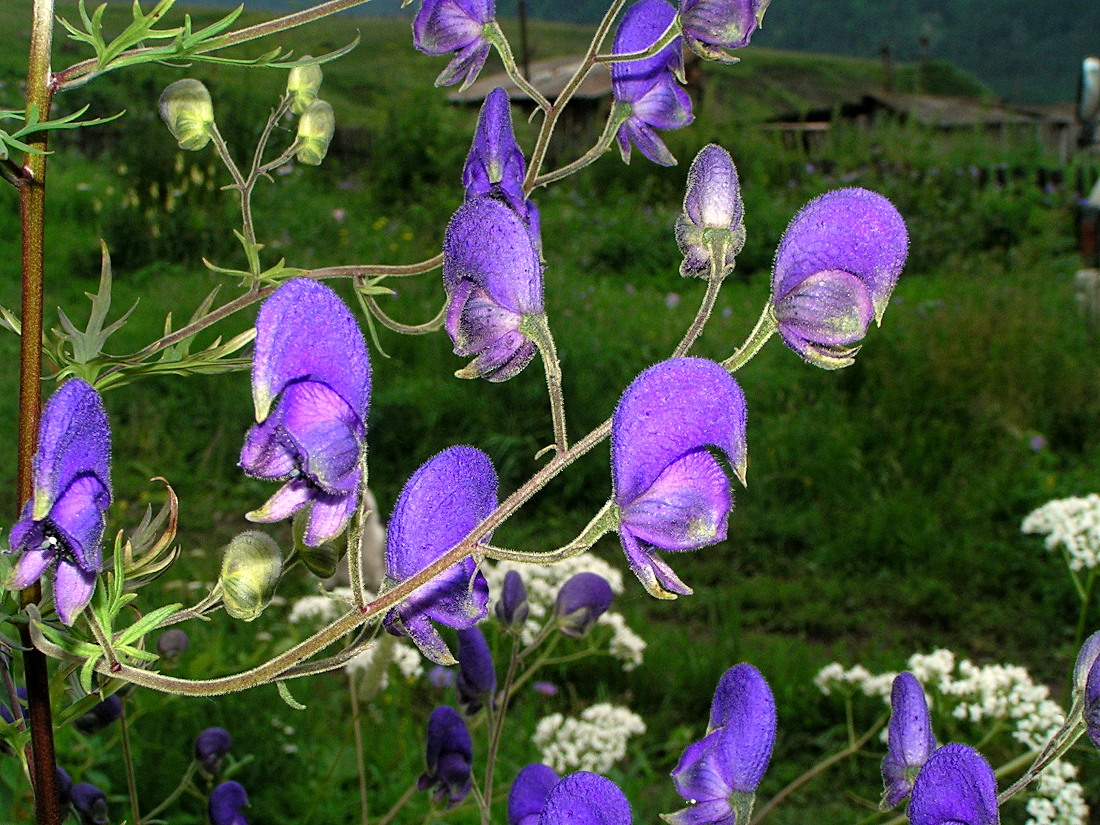 Изображение особи Aconitum ambiguum.