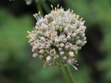 Allium drobovii. Соцветие. Узбекистан, Ташкентская обл., Пскемский хребет, урочище Аксарсай, около 2030 м н.у.м., каменистый склон. 17.06.2021.