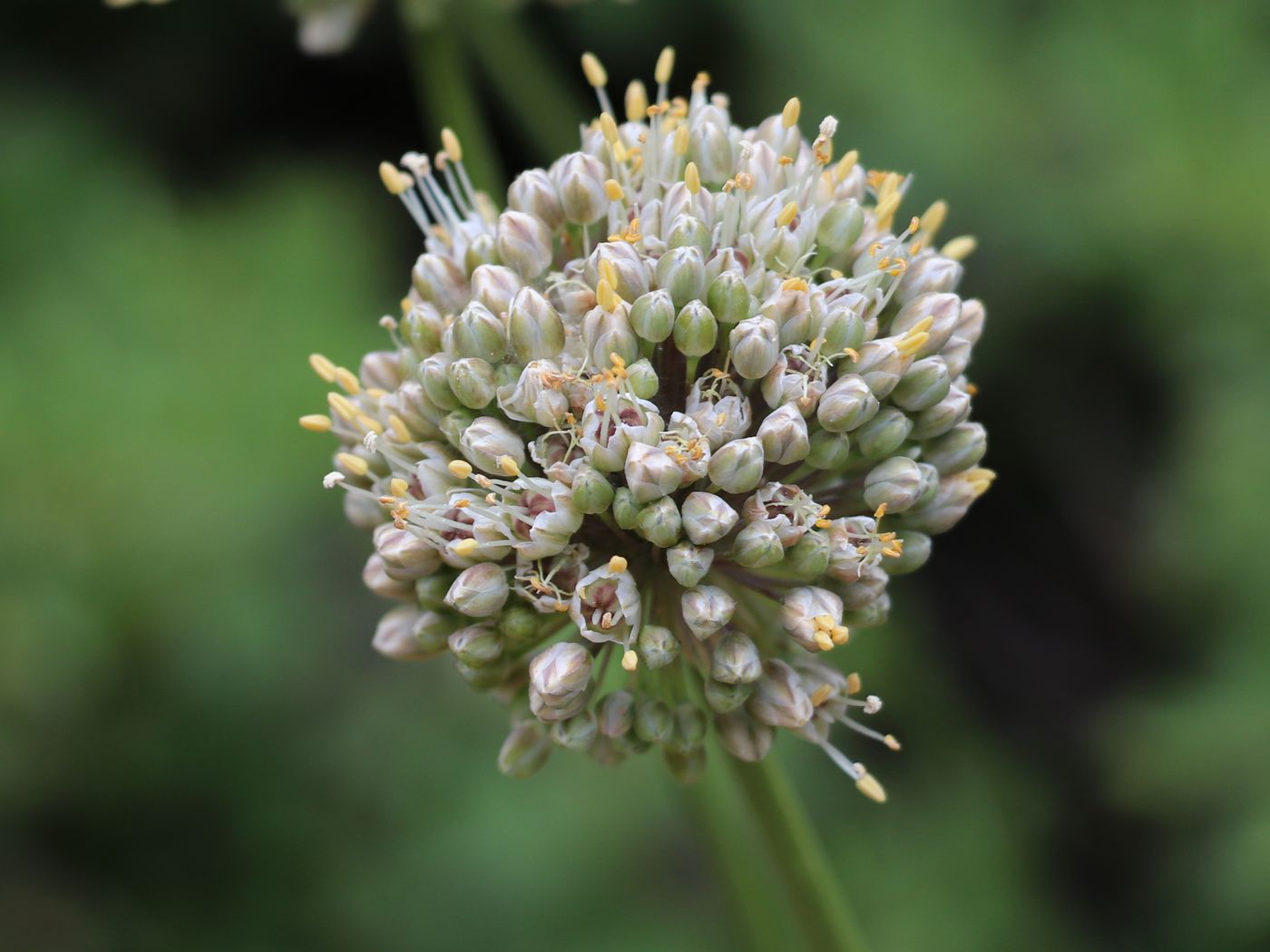 Image of Allium drobovii specimen.