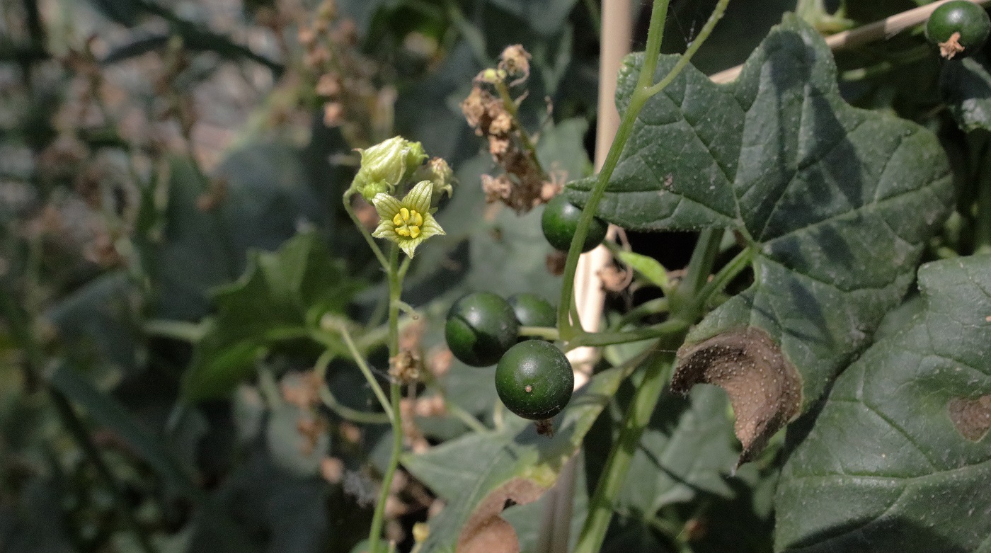 Изображение особи Bryonia melanocarpa.