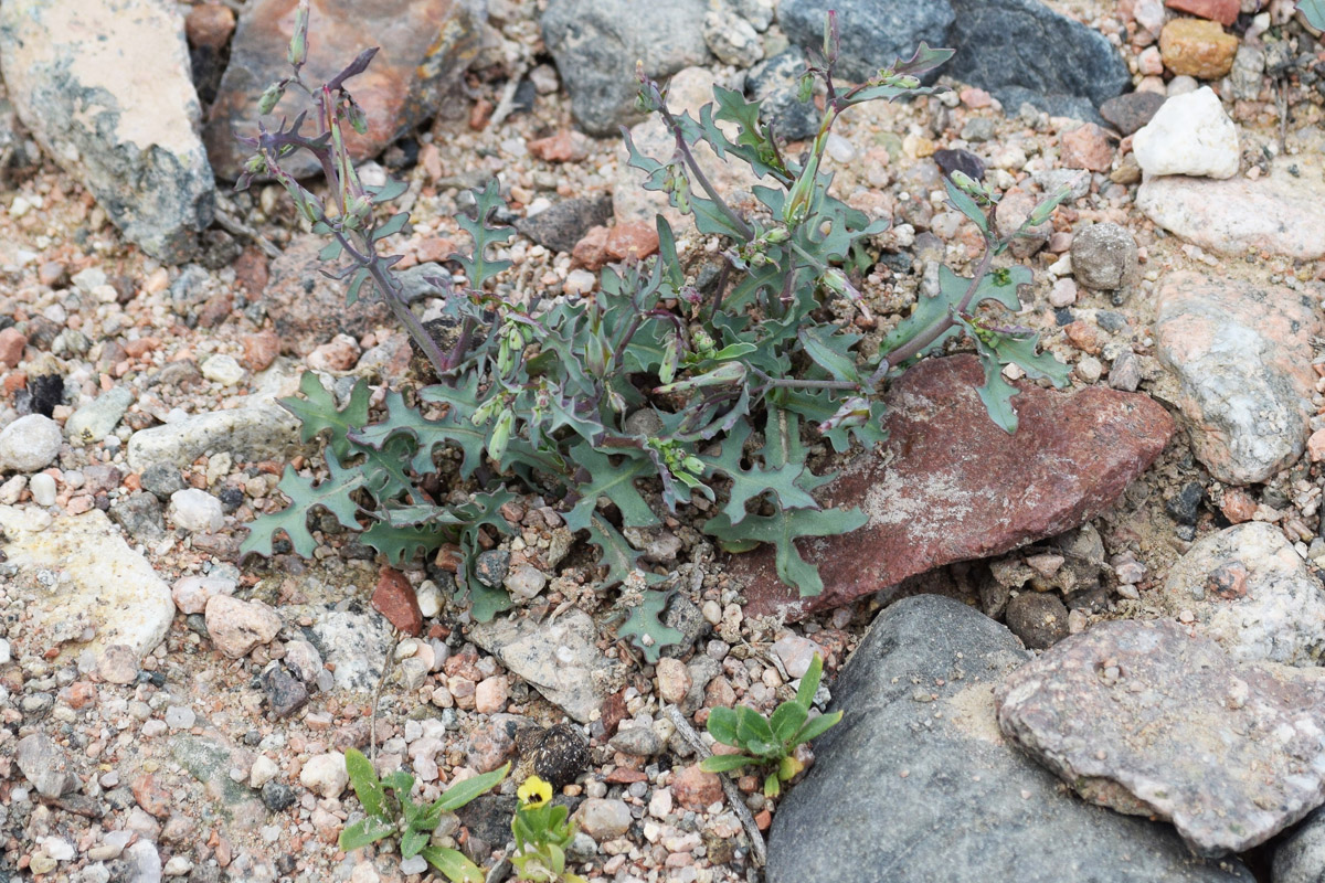 Image of Lactuca undulata specimen.