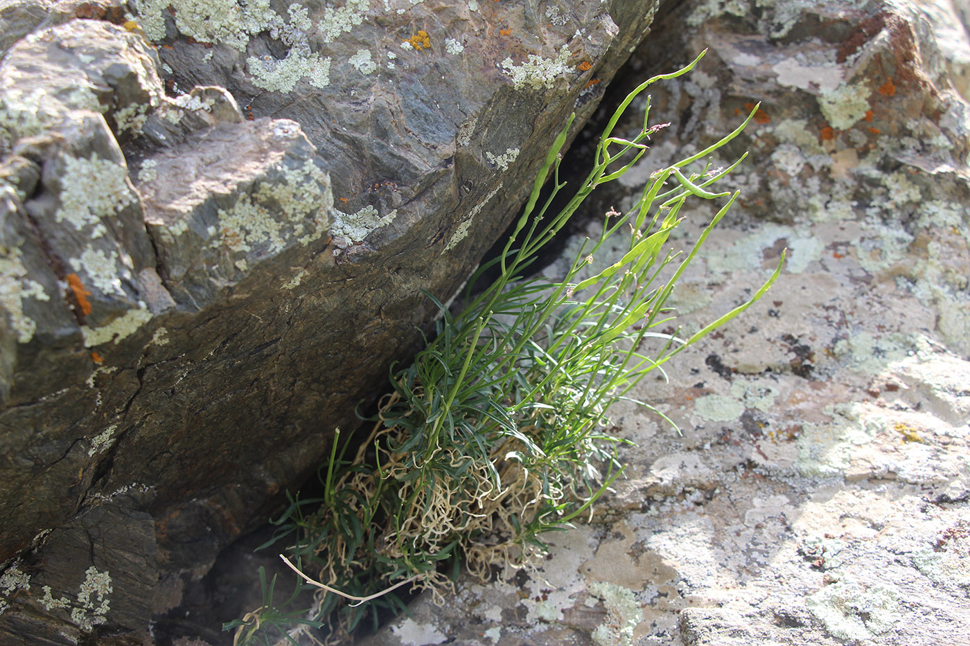 Image of Parrya nuratensis specimen.