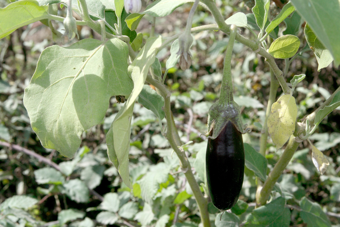 Image of Solanum melongena specimen.