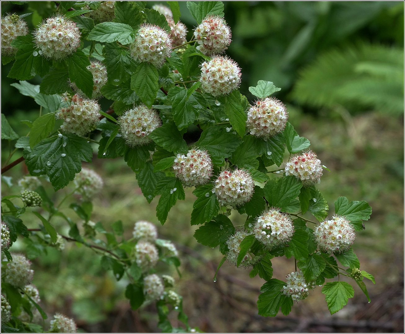 Изображение особи Physocarpus opulifolius.