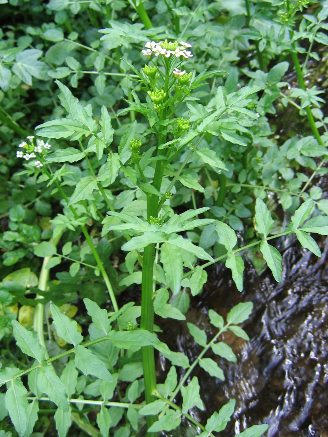 Изображение особи Nasturtium officinale.