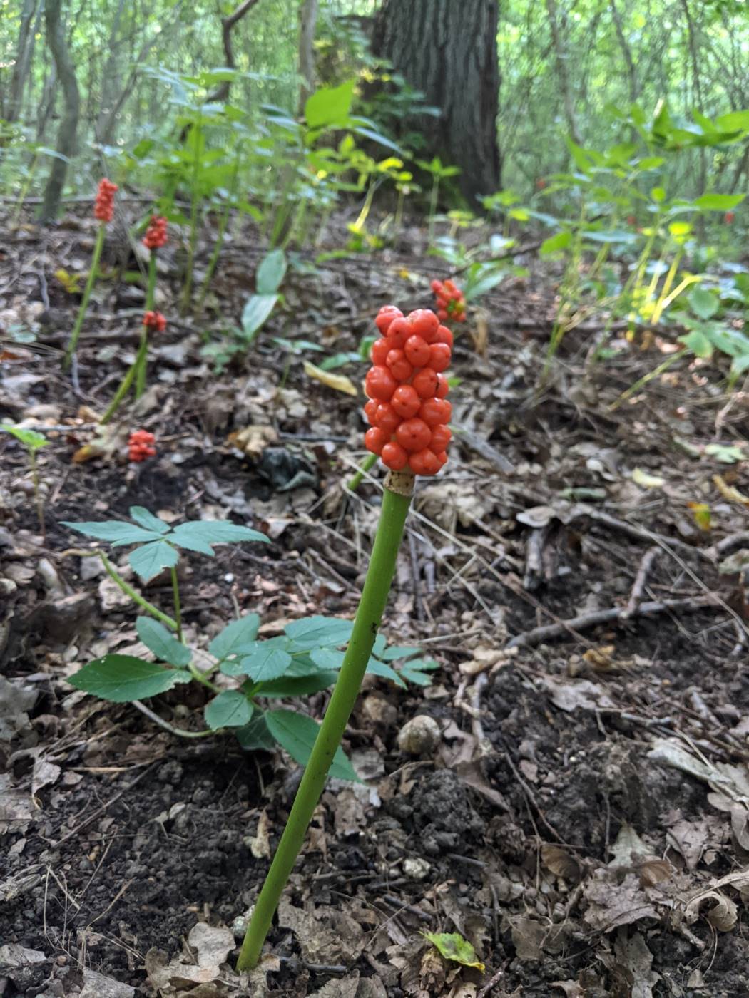 Image of Arum besserianum specimen.