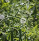 Heracleum sibiricum. Верхушка зацветающего растения. Владимирская обл., г. Александров, разнотравный луг у грунтовой дороги. 18.06.2022.