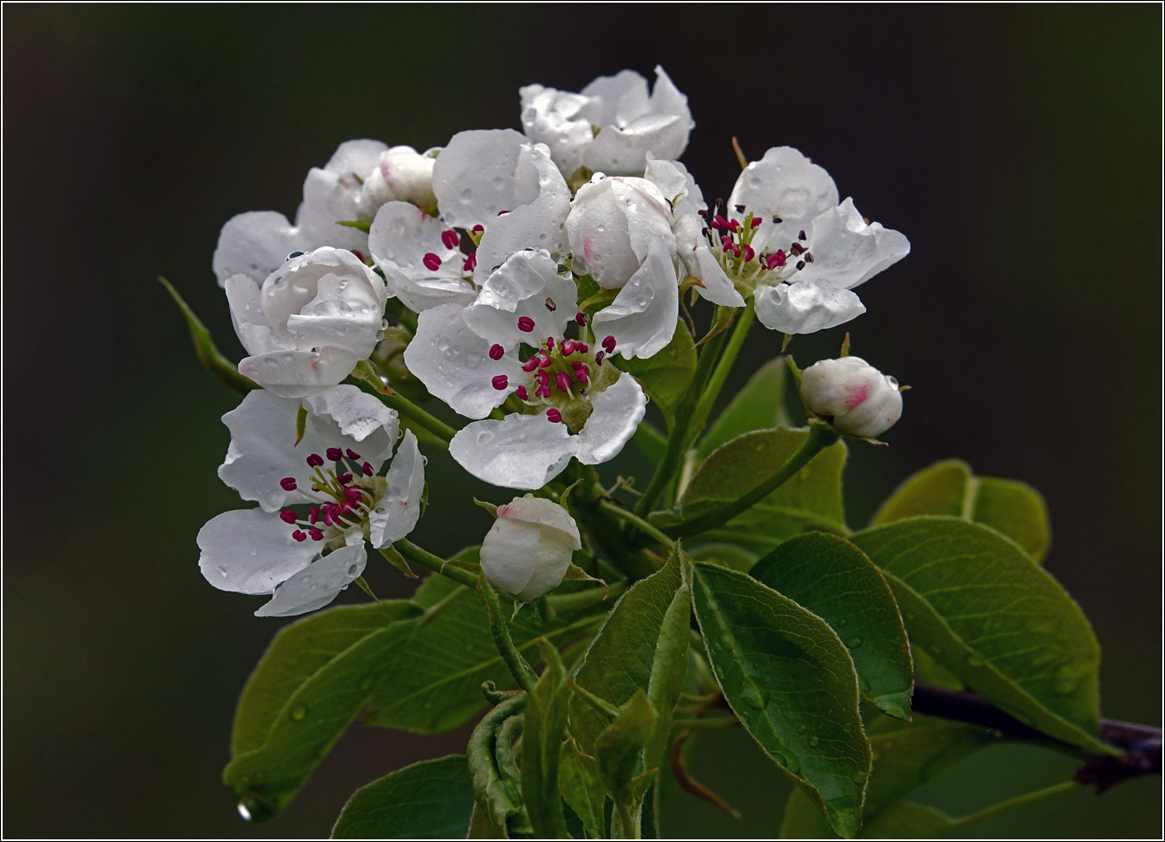 Image of Pyrus communis specimen.