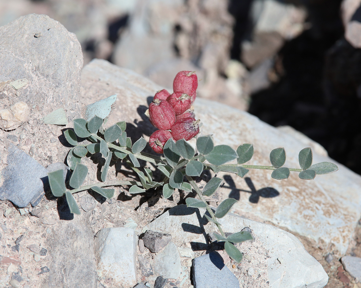 Изображение особи Astragalus calycinus.