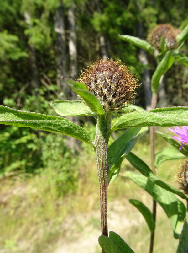 Изображение особи Centaurea phrygia.