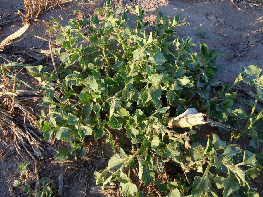 Image of Solanum nitidibaccatum specimen.