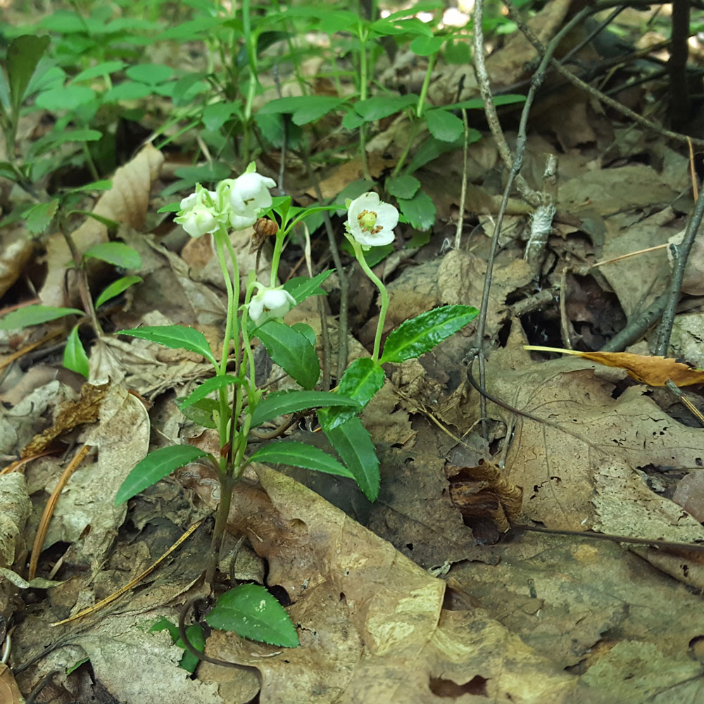 Image of Chimaphila japonica specimen.