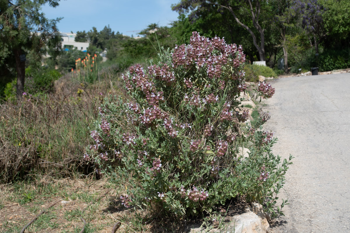 Изображение особи Salvia dolomitica.