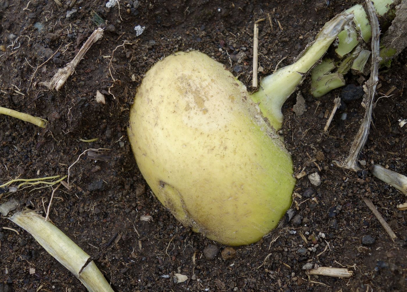 Image of Brassica rapa specimen.