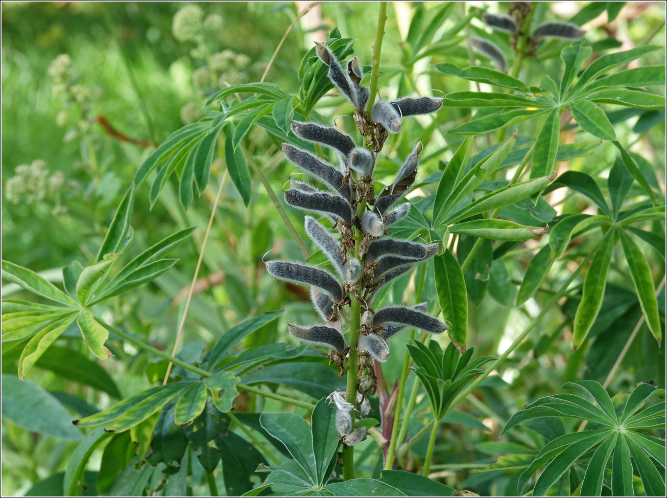 Изображение особи Lupinus polyphyllus.