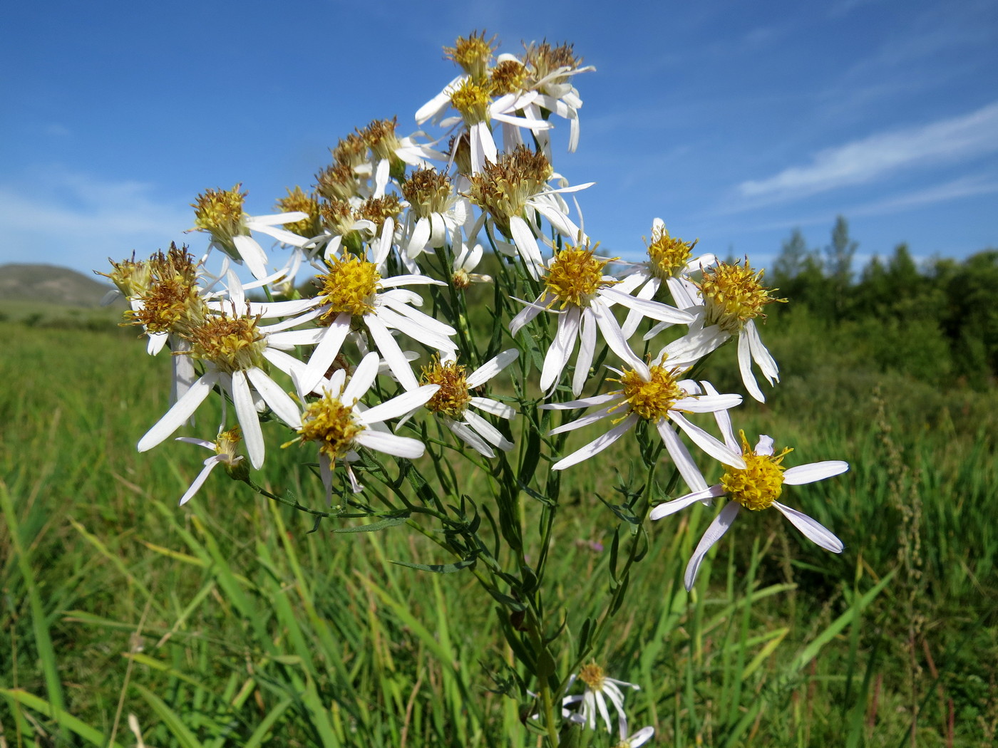 Изображение особи Galatella biflora.