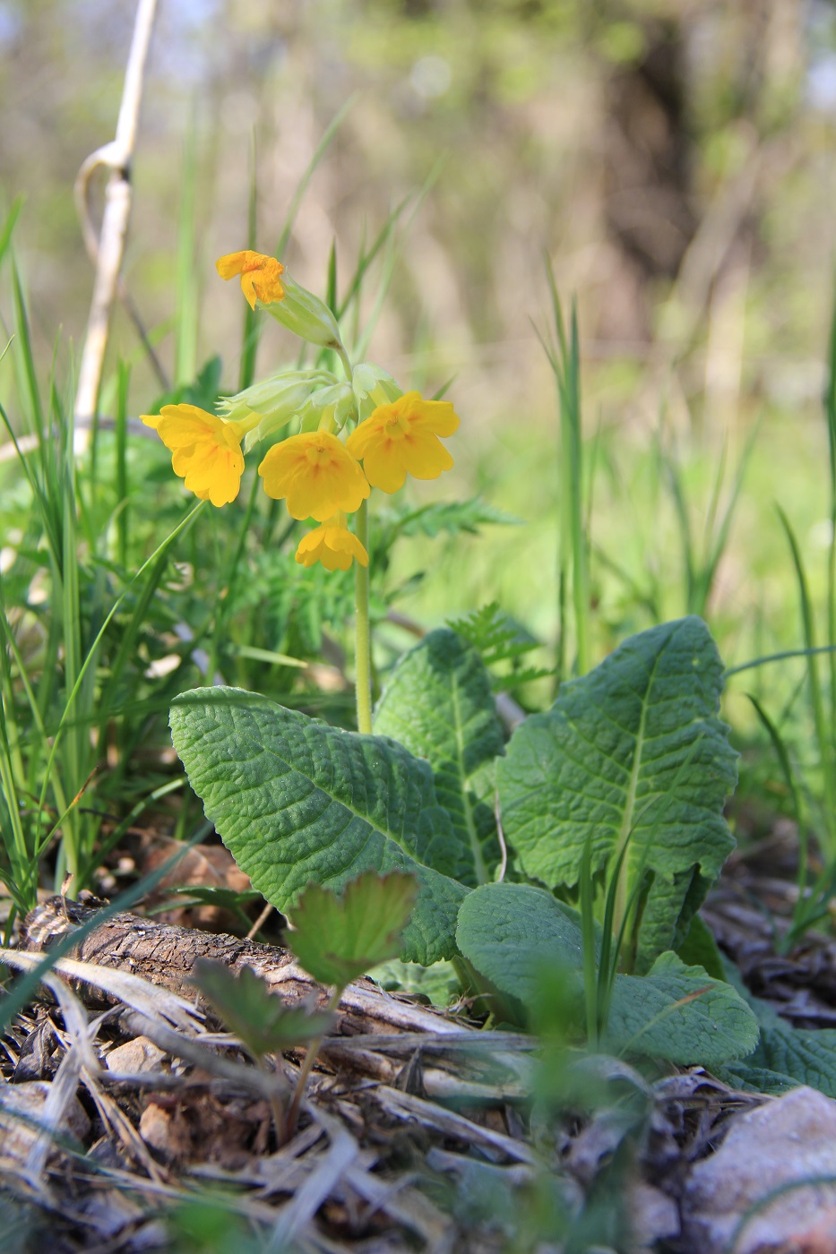 Изображение особи Primula macrocalyx.