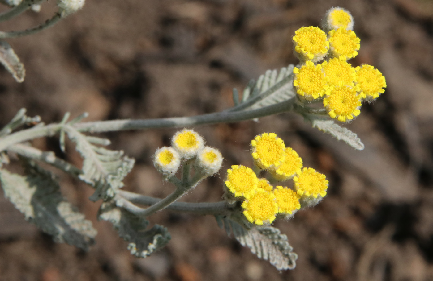 Изображение особи Tanacetum haradjanii.