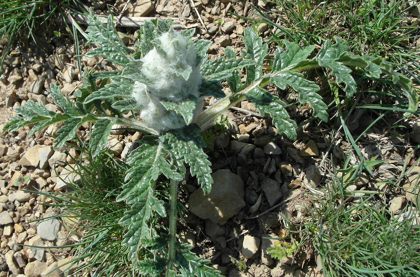 Image of Phlomoides speciosa specimen.