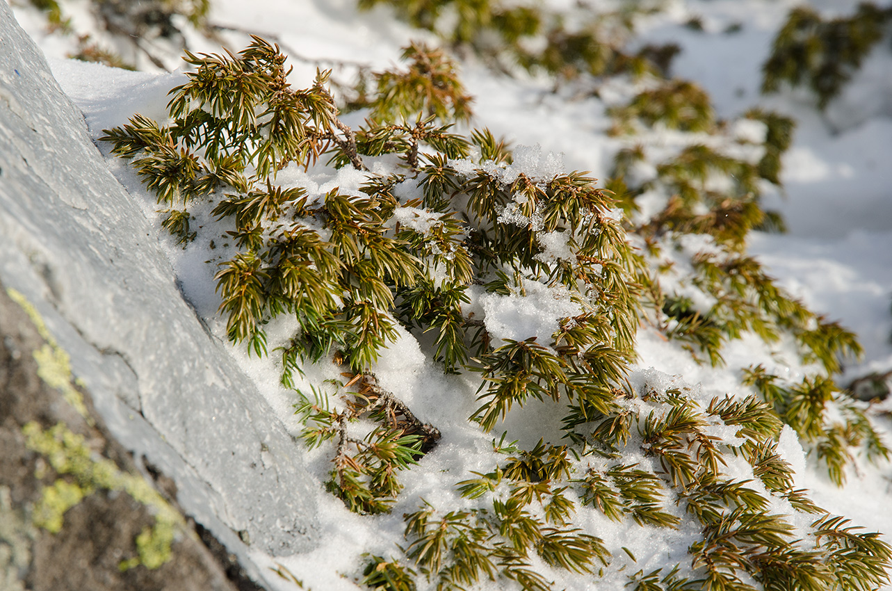 Image of genus Juniperus specimen.