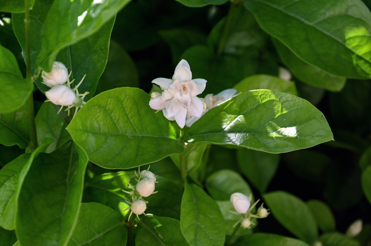 Image of Jasminum sambac specimen.