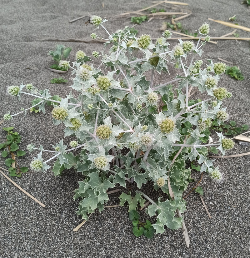 Изображение особи Eryngium maritimum.