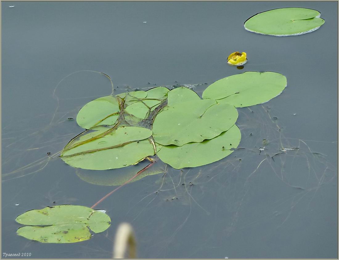 Image of Nuphar lutea specimen.