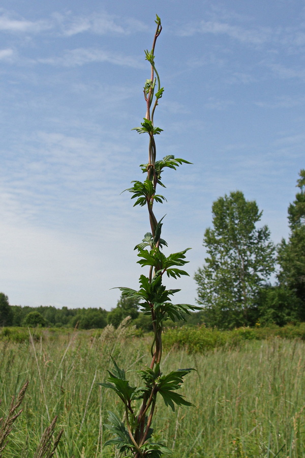 Изображение особи Aconitum sczukinii.