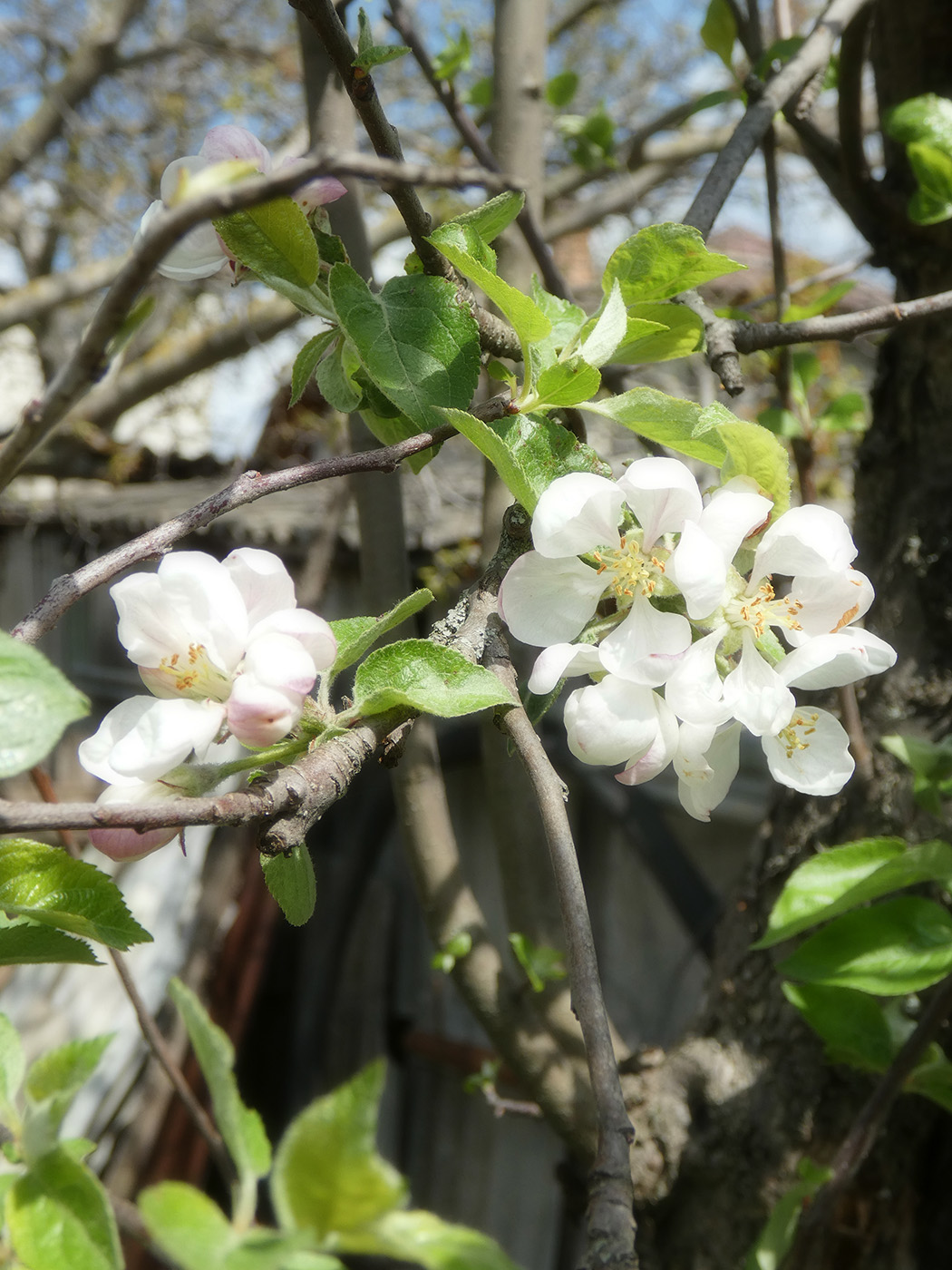 Изображение особи Malus domestica.