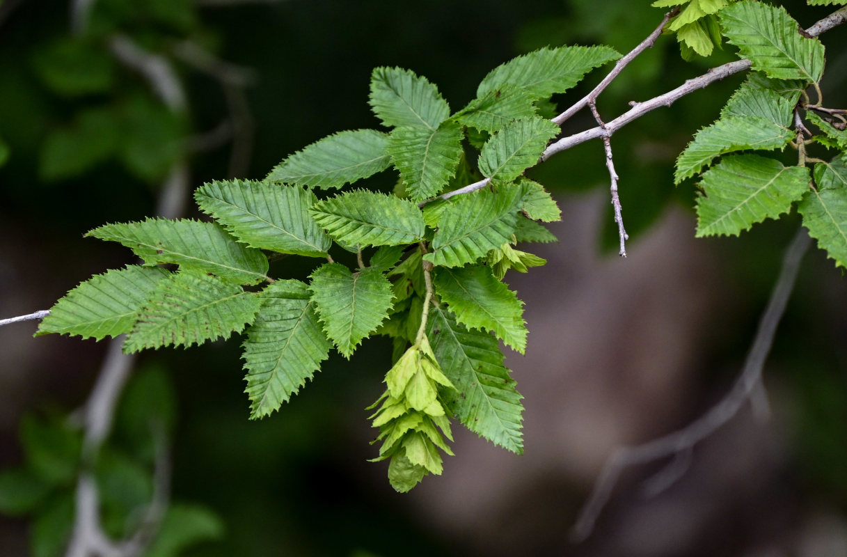 Изображение особи Carpinus orientalis.