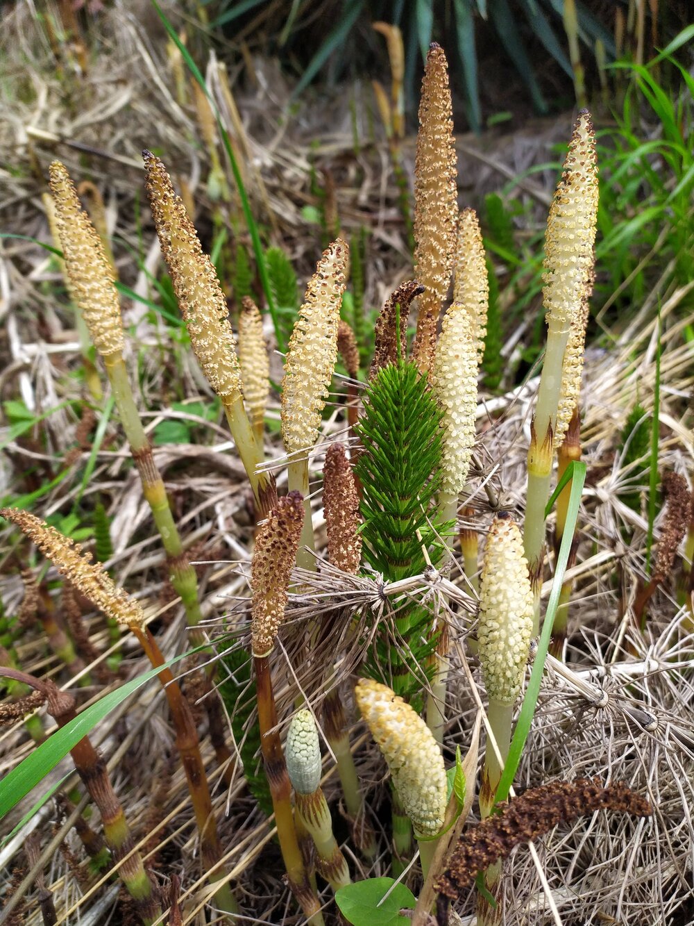 Изображение особи Equisetum telmateia.