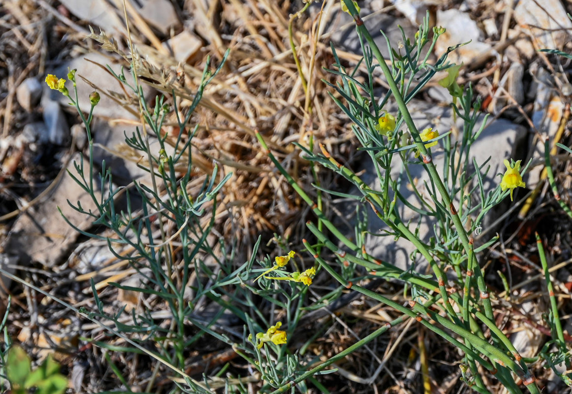 Изображение особи Linaria uralensis.