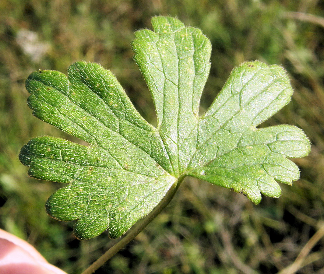 Изображение особи Ranunculus propinquus.