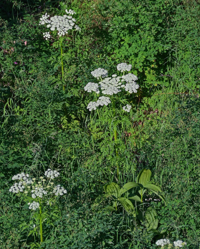 Image of Pleurospermum uralense specimen.