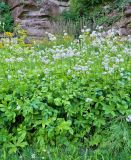 Astrantia major