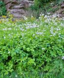 Смотреть изображение Astrantia major
