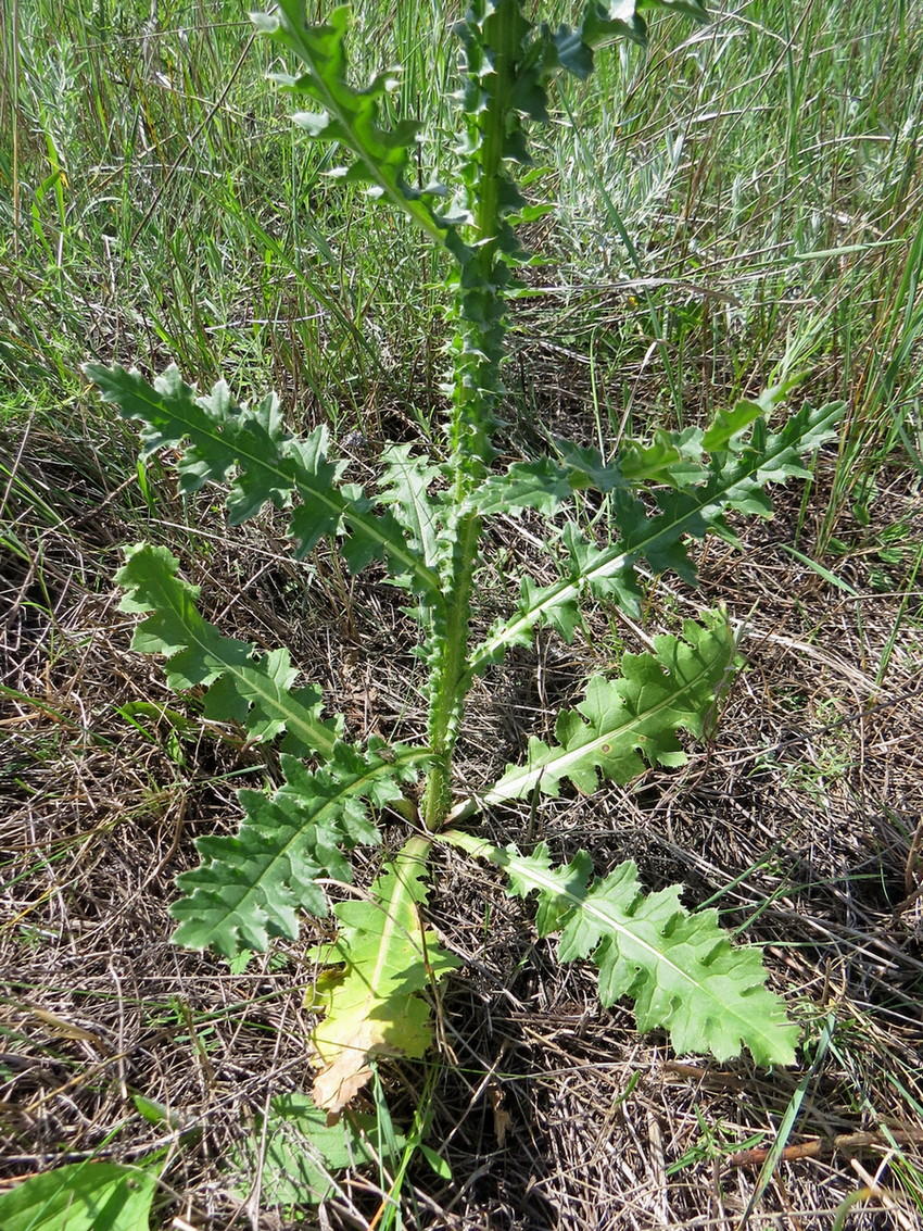 Image of Carduus × semiperegrinus specimen.