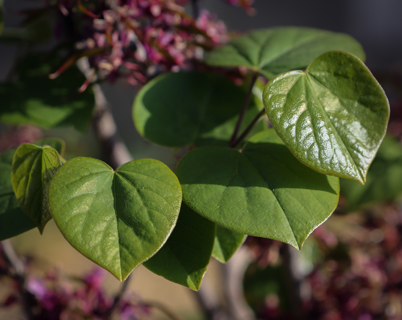 Image of Cercis siliquastrum specimen.