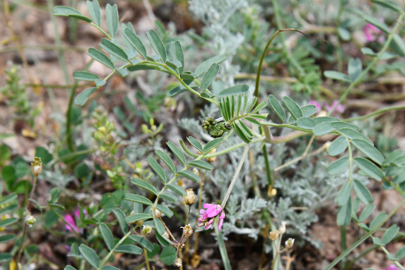 Image of Astragalus psiloglottis specimen.