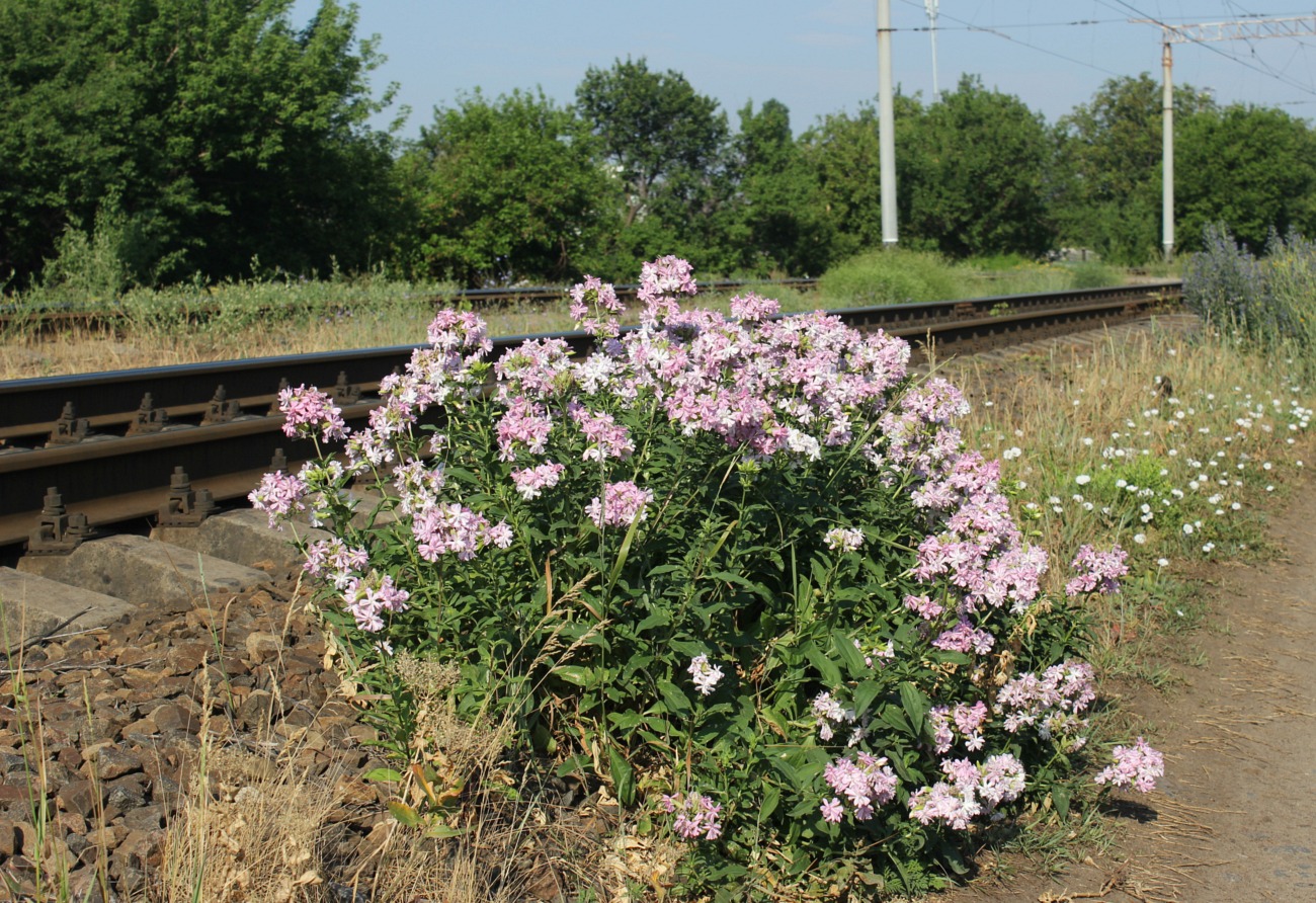 Image of Saponaria officinalis f. pleniflora specimen.